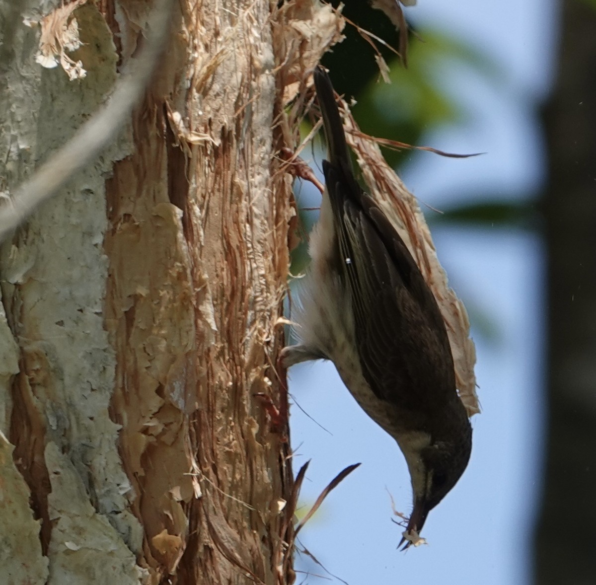 Brown-backed Honeyeater - ML625426808