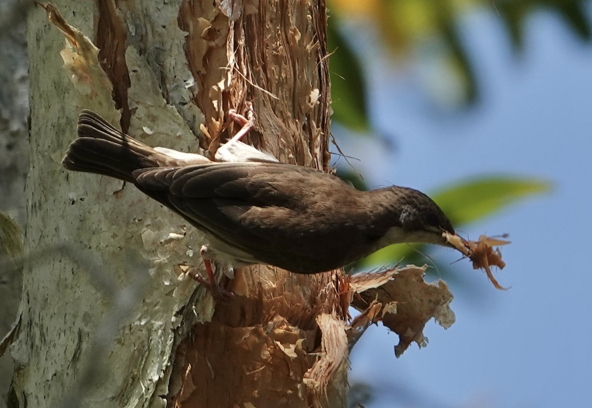 Brown-backed Honeyeater - ML625426809