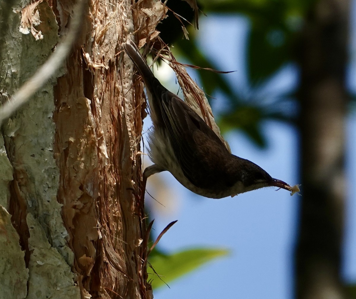 Brown-backed Honeyeater - ML625426810