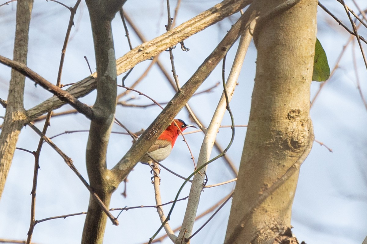 Crimson Sunbird (Goulpourah) - Filiep T'jollyn