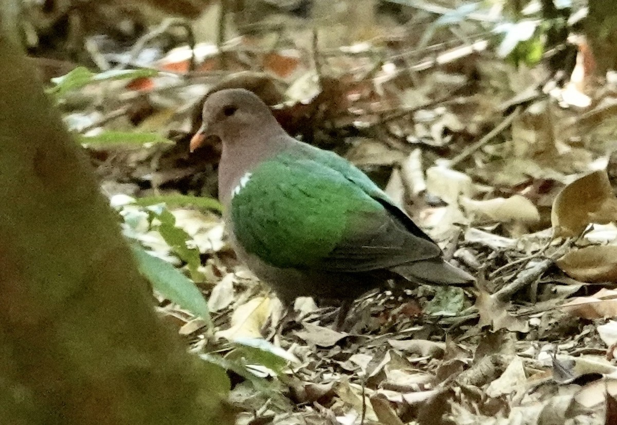 Palomita Esmeralda Cabeciparda - ML625426897