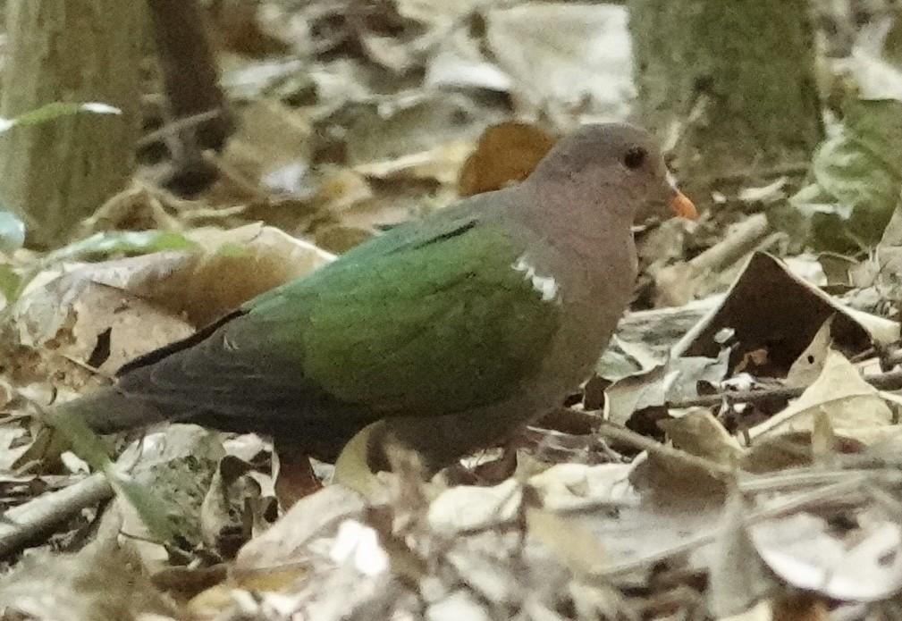 Palomita Esmeralda Cabeciparda - ML625426898