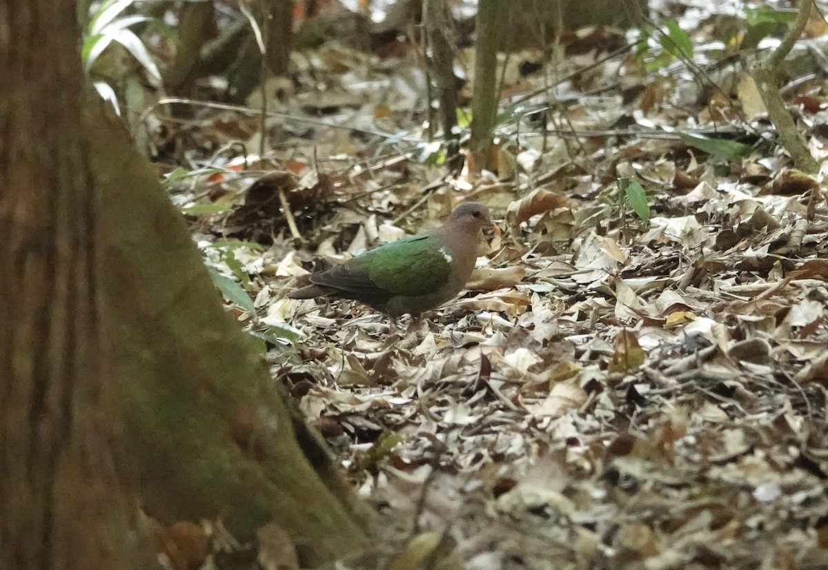 Palomita Esmeralda Cabeciparda - ML625426900