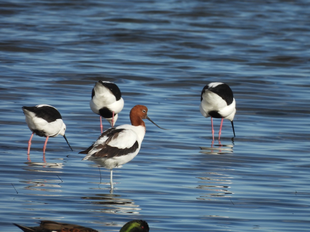 Red-necked Avocet - ML625426913