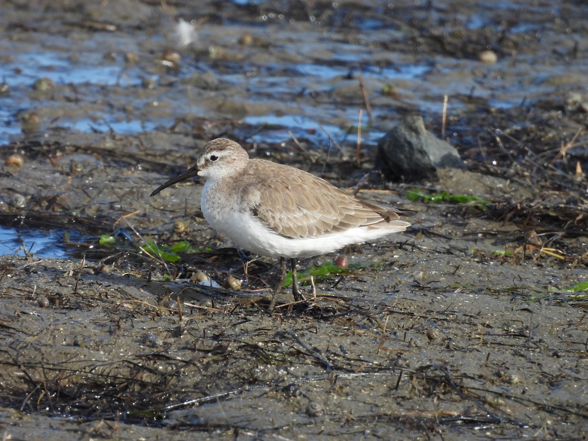 Curlew Sandpiper - ML625426914