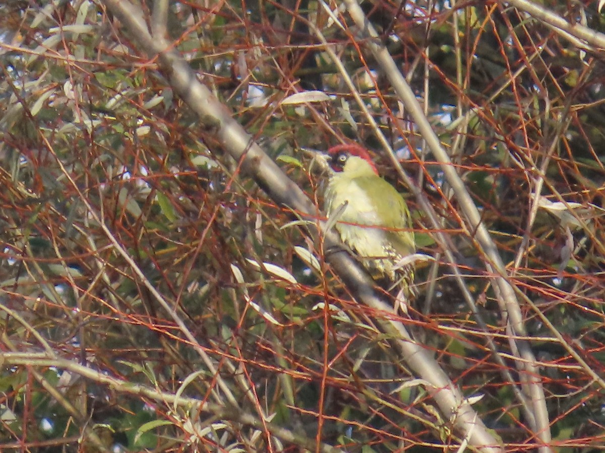 Eurasian Green Woodpecker - Lyubomir Profirov