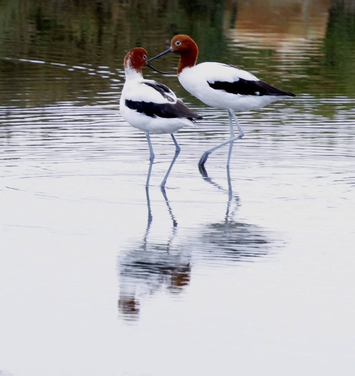 Red-necked Avocet - Edward Smith