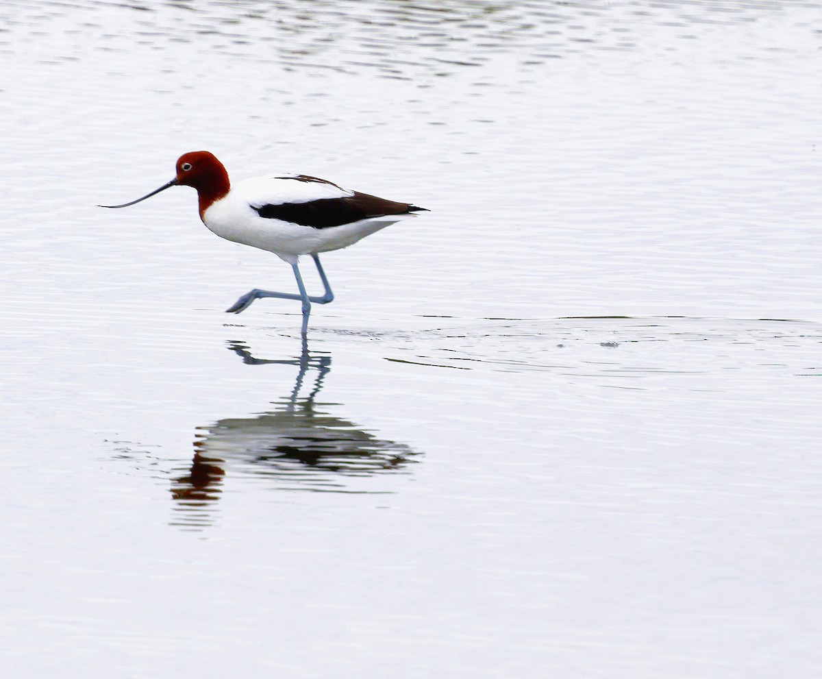 Red-necked Avocet - ML625426999