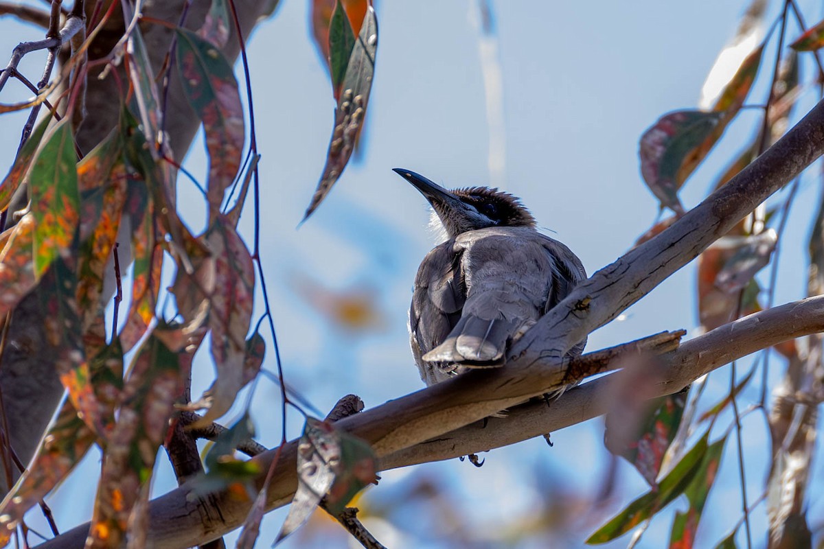 Little Friarbird - Scott Jamieson