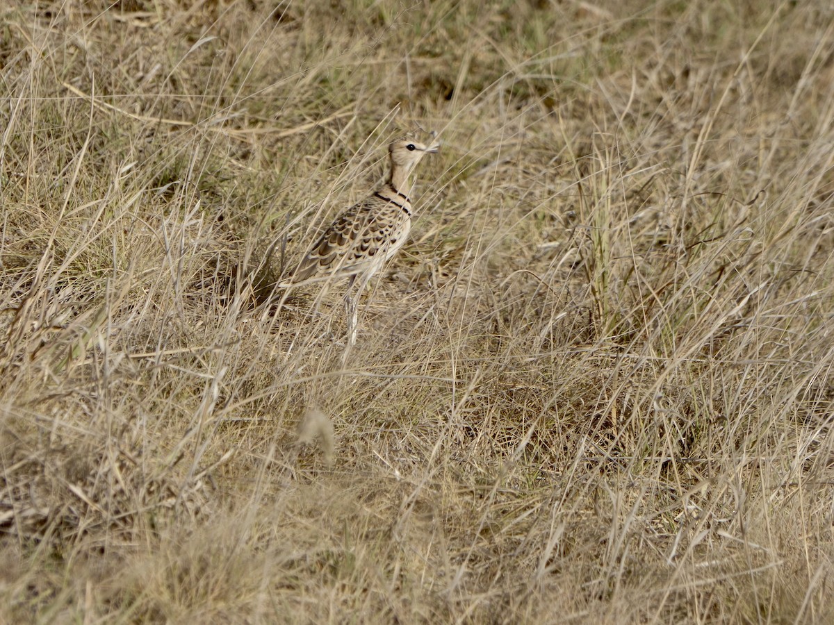 běhulík dvoupruhý - ML625427088