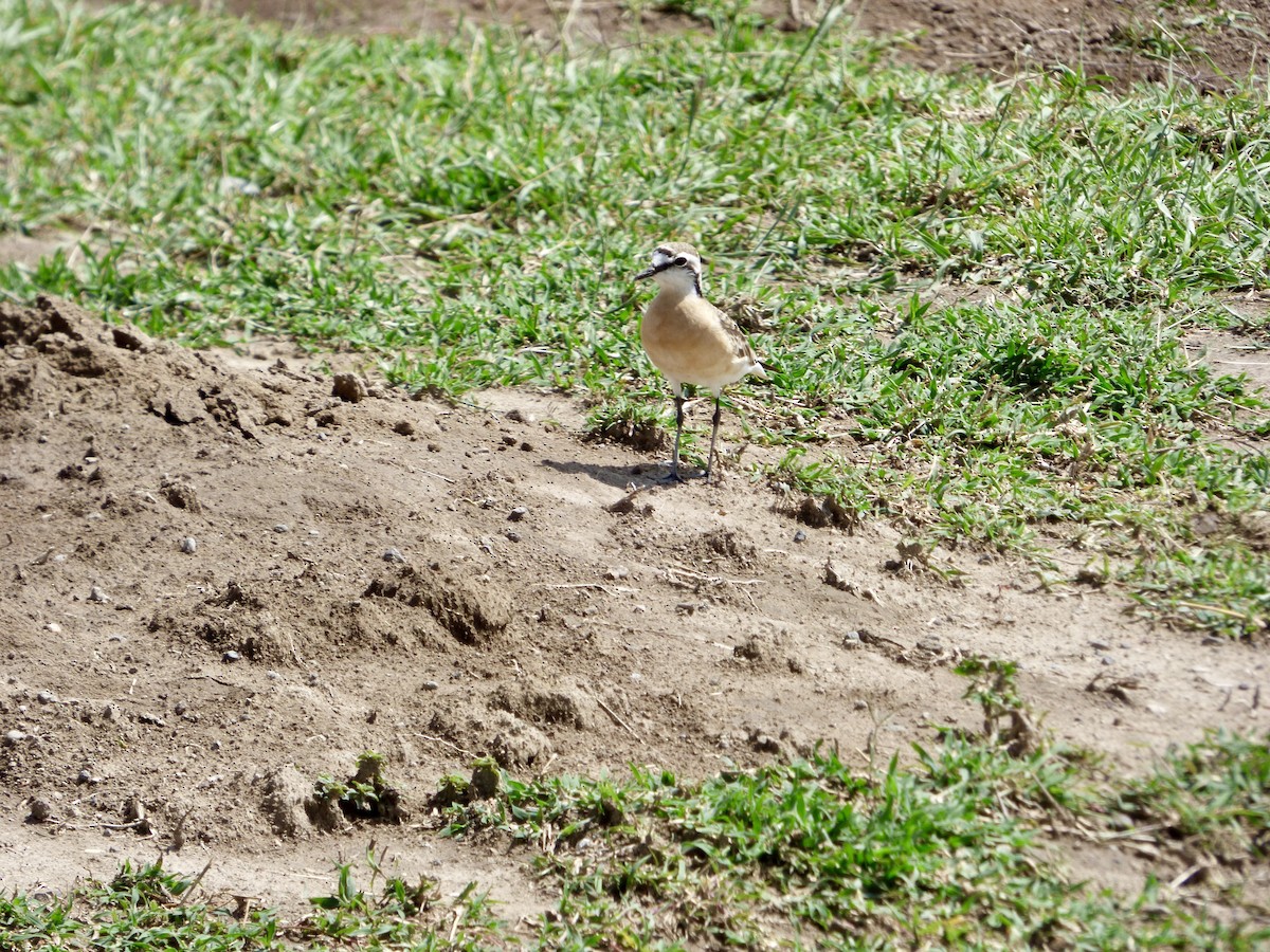 Kittlitz's Plover - ML625427132