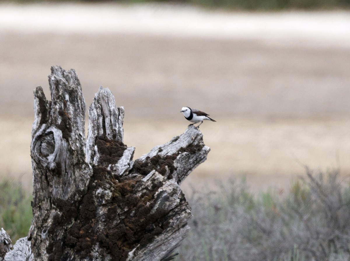 White-fronted Chat - ML625427133