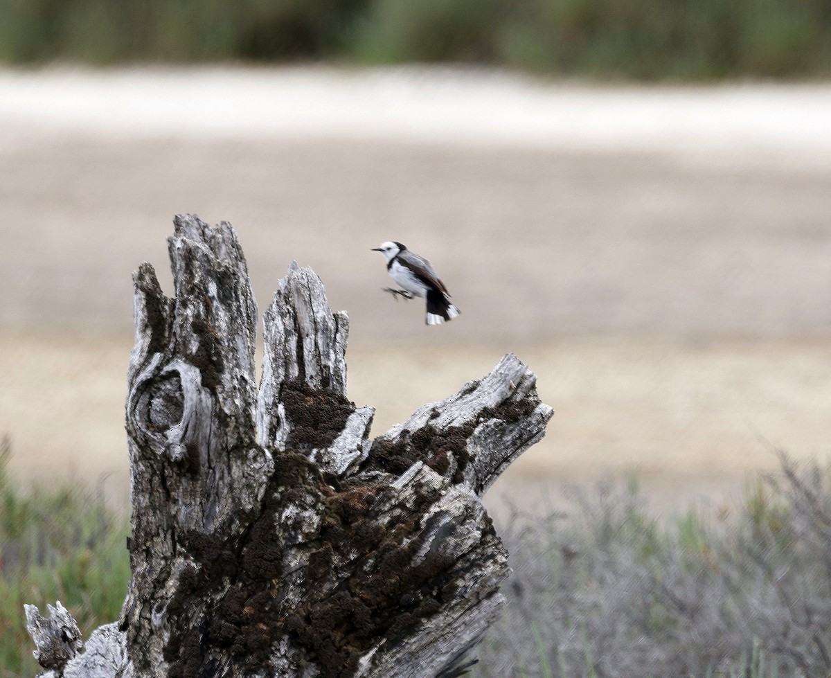 White-fronted Chat - ML625427134