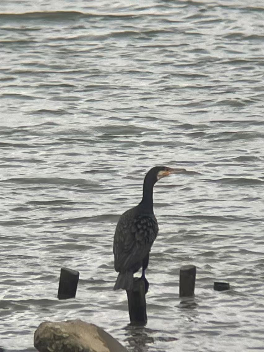 Great Cormorant - ML625427135