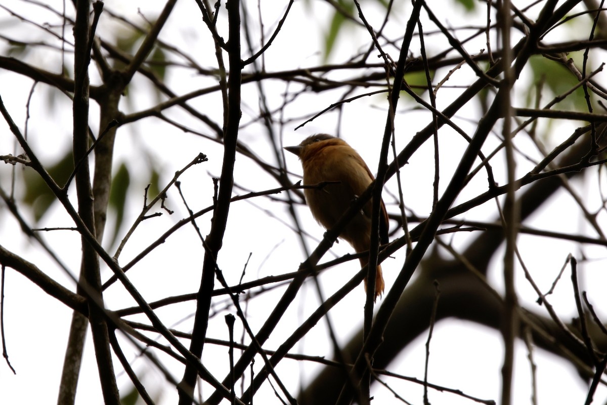 Chestnut-crowned Becard - ML625427140