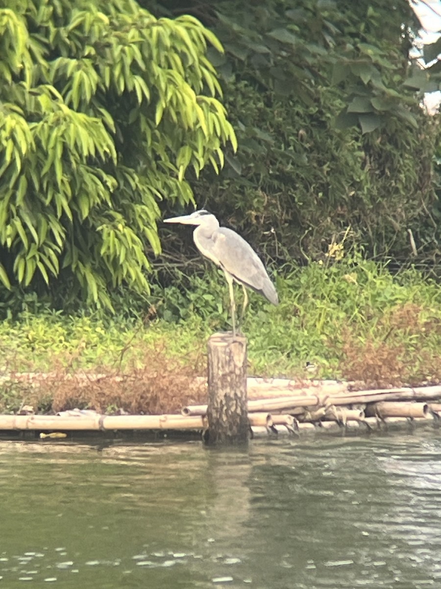 Gray Heron - ML625427156