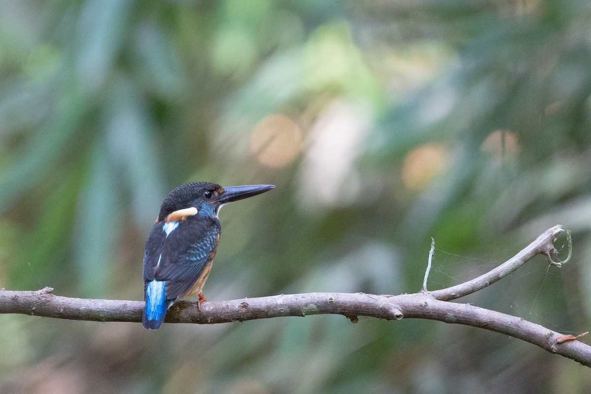 Malaysian Blue-banded Kingfisher - ML625427250