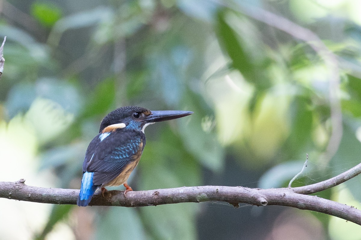 Malaysian Blue-banded Kingfisher - ML625427251