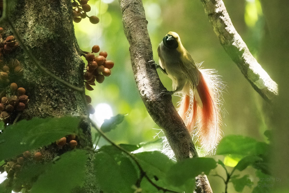 Goldie's Bird-of-Paradise - ML625427307
