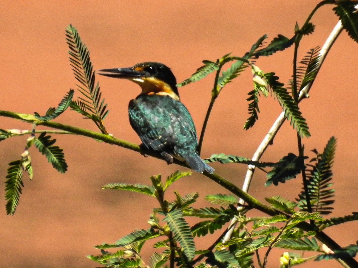 American Pygmy Kingfisher - Julderth Acuña