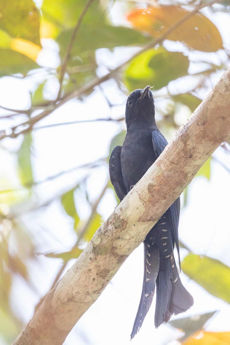 Square-tailed Drongo-Cuckoo - ML625427504