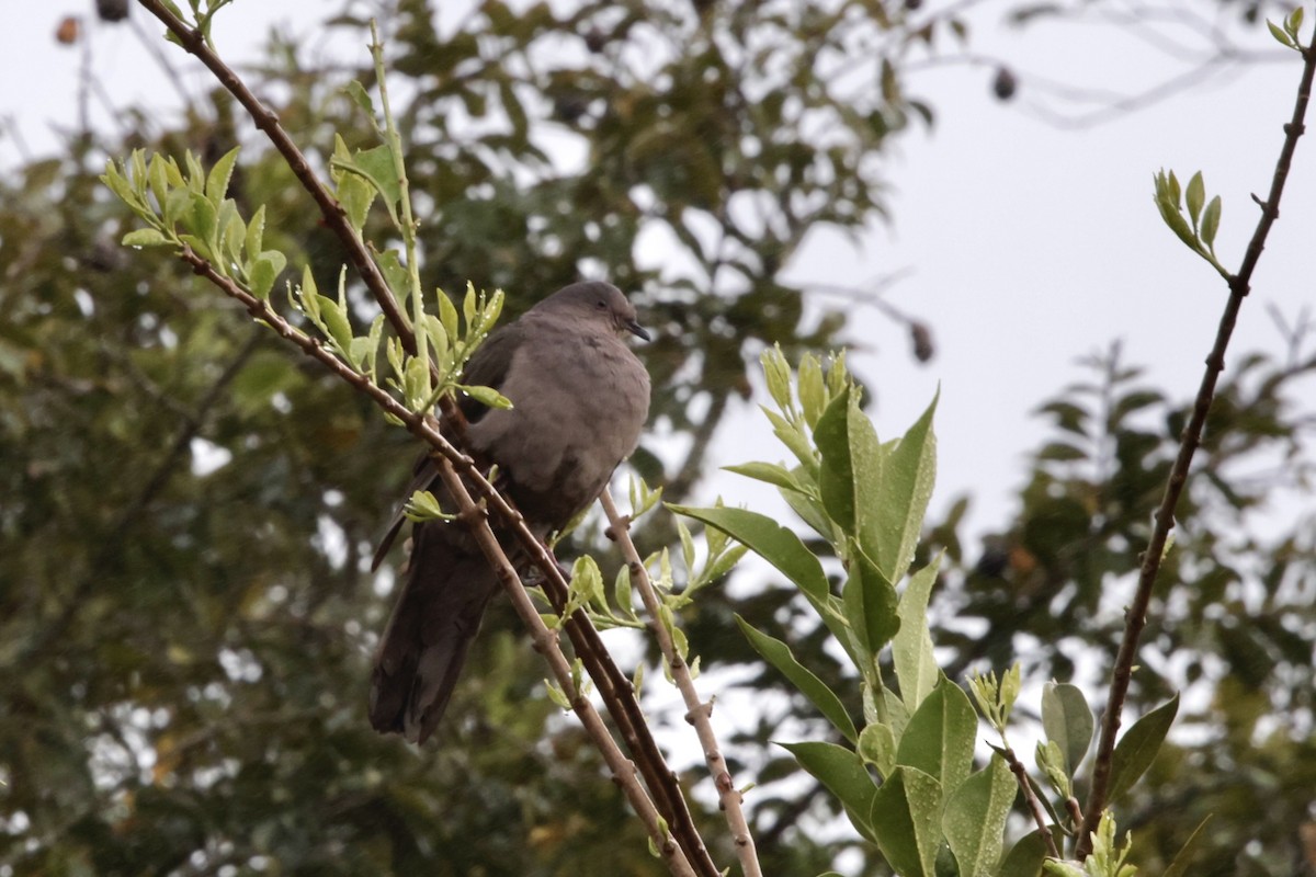 Plumbeous Pigeon - ML625427554