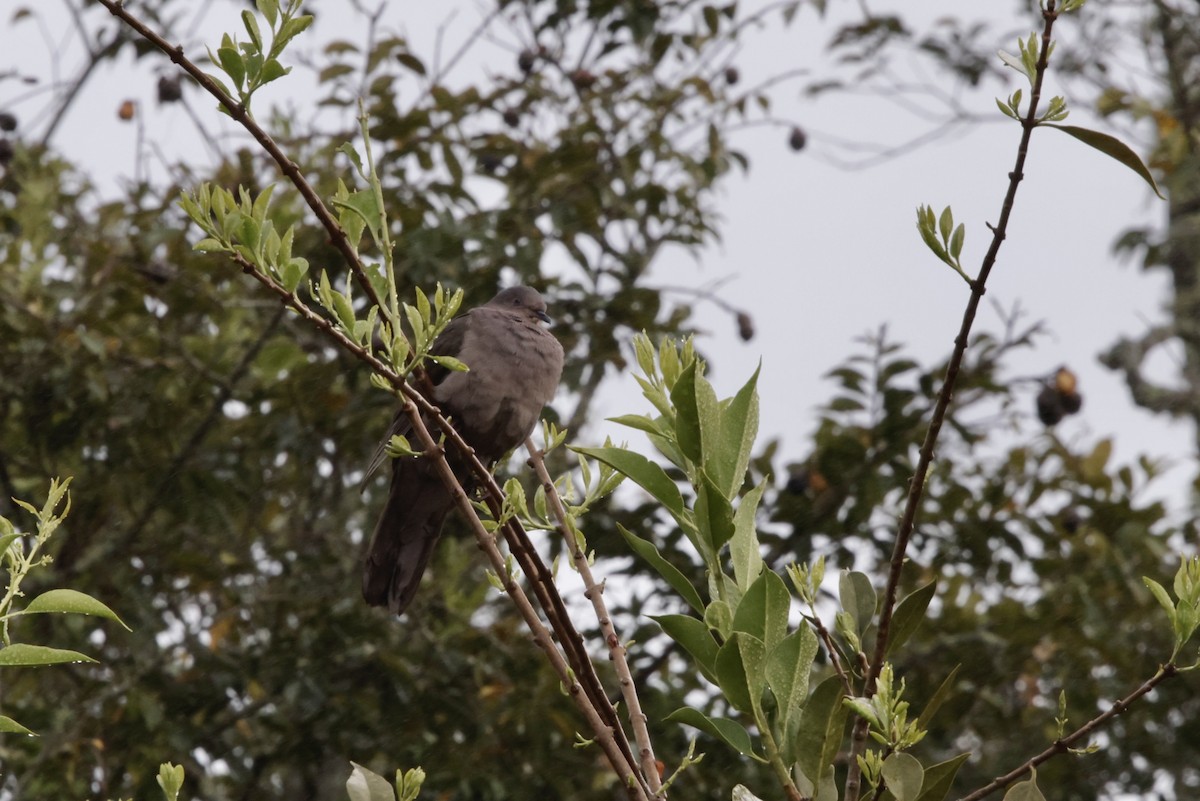 Plumbeous Pigeon - ML625427555