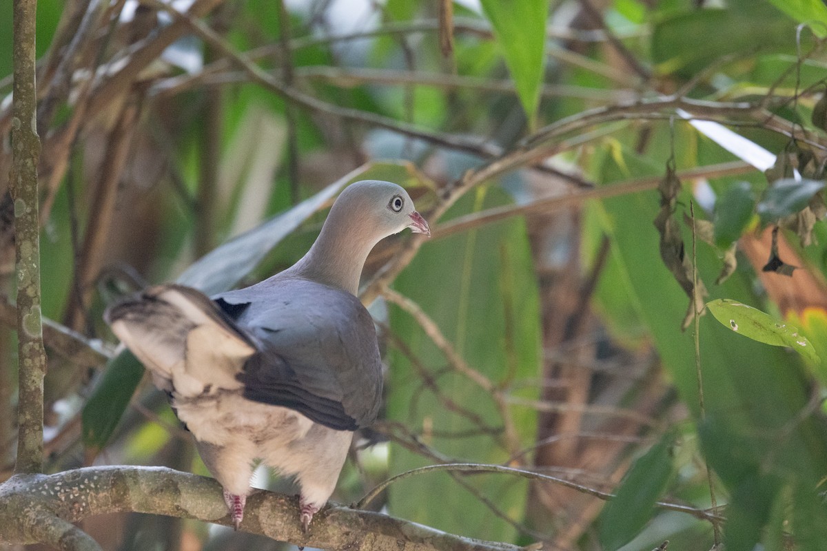 Mountain Imperial-Pigeon - ML625427590