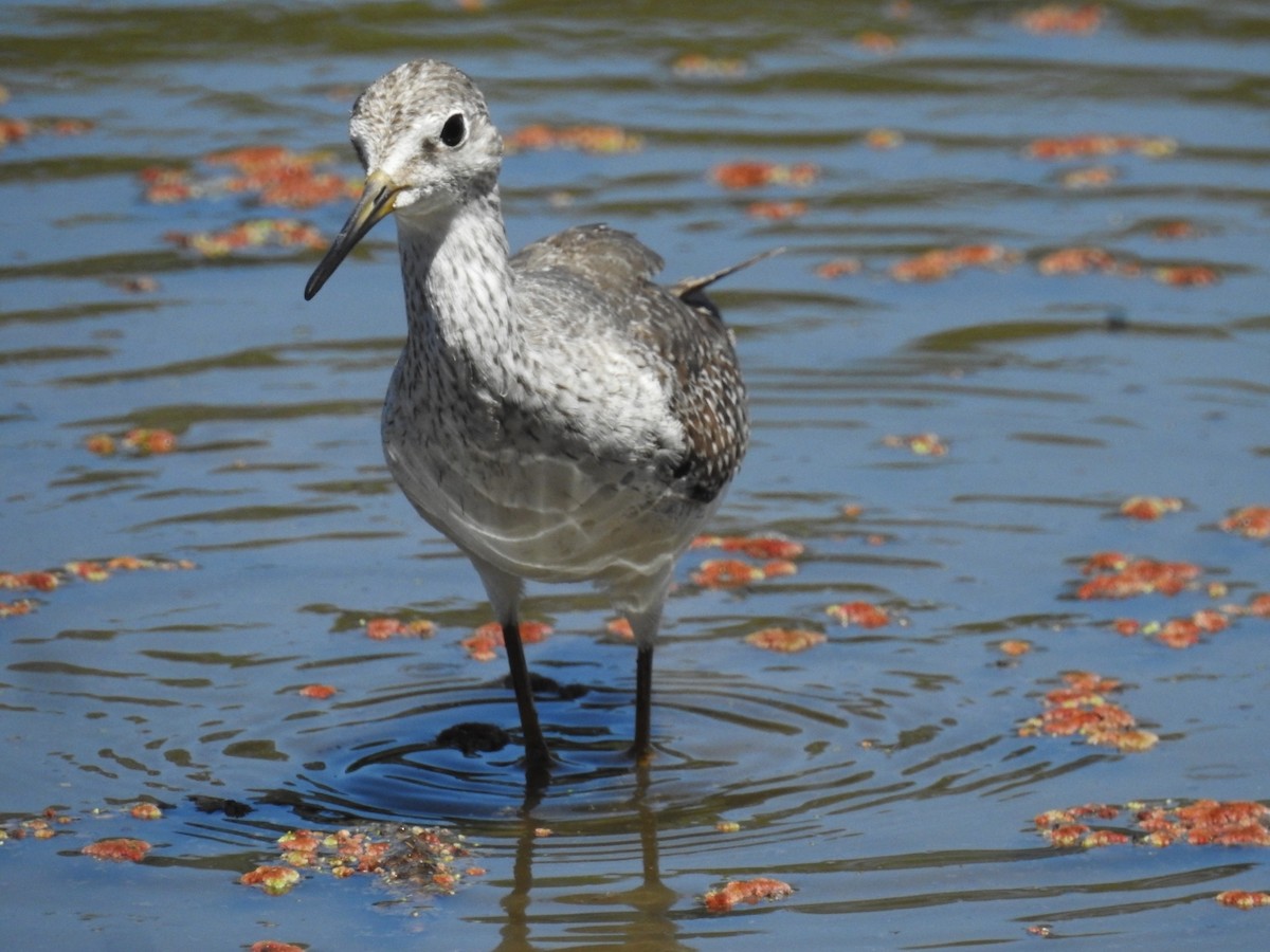 Lesser Yellowlegs - ML625427623