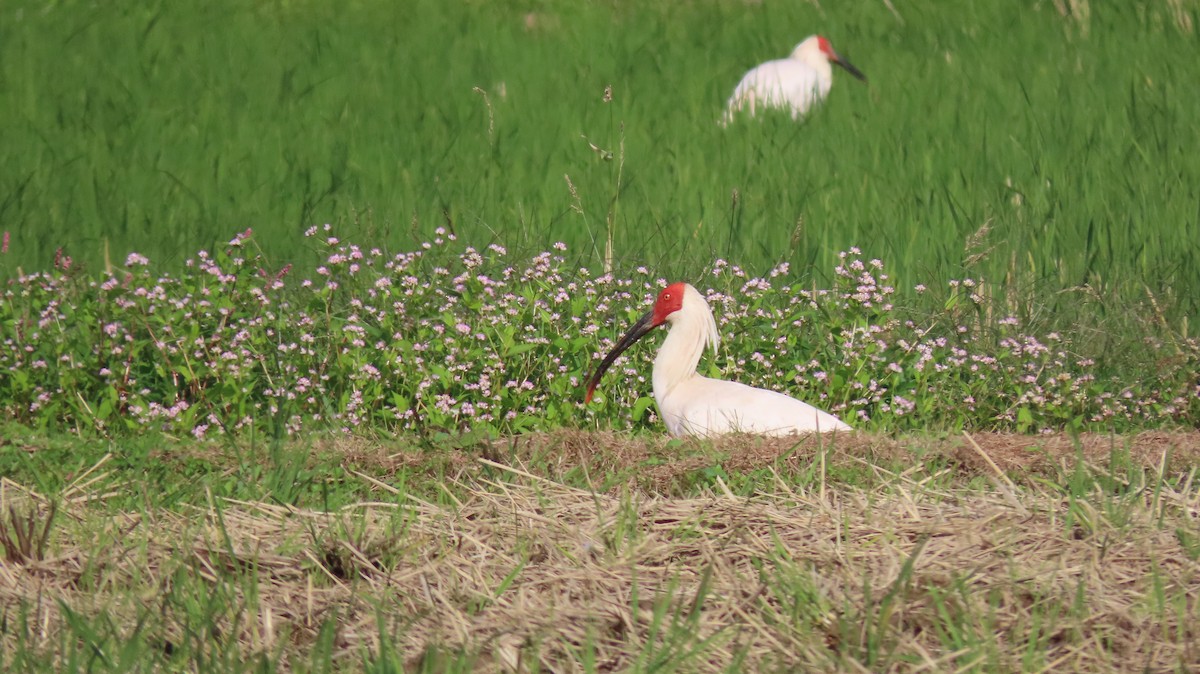 Crested Ibis - ML625427636