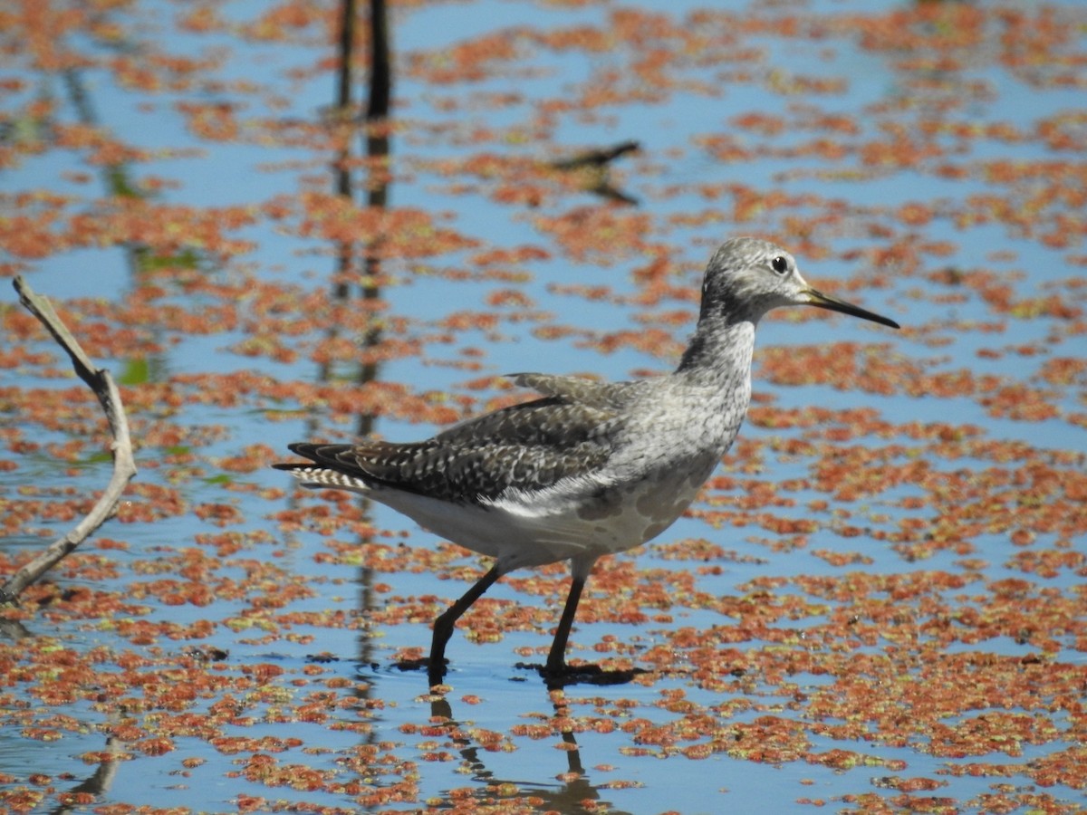 Lesser Yellowlegs - ML625427639