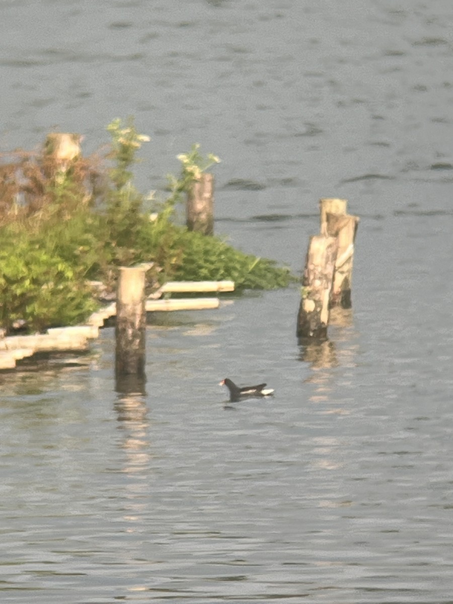 Eurasian Moorhen - ML625427697