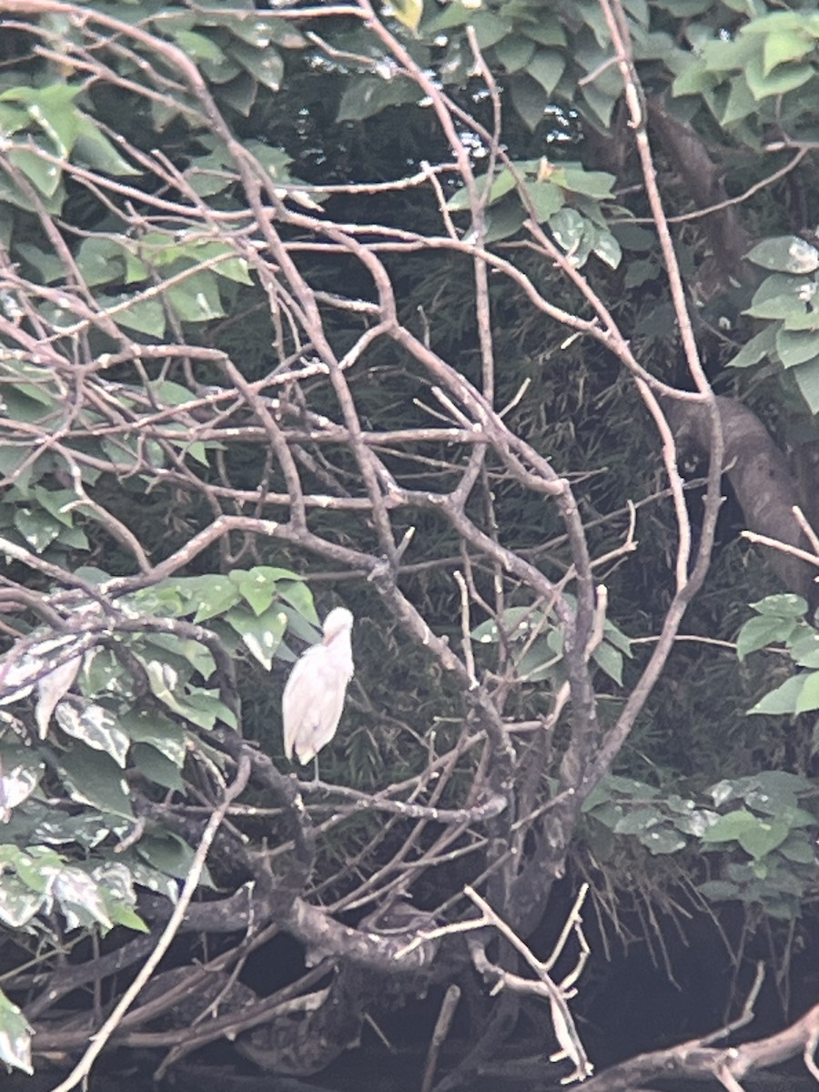 Medium Egret - ML625427703