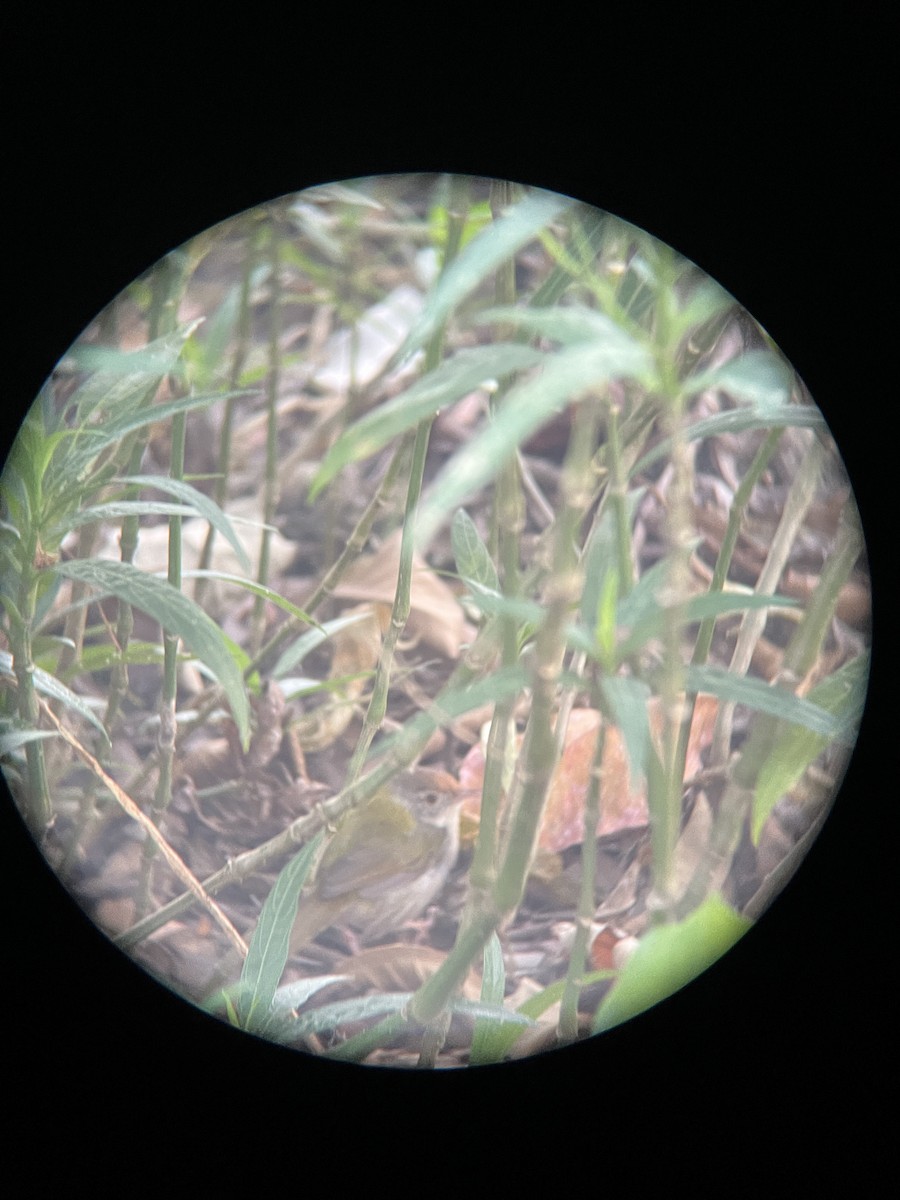 Common Tailorbird - ML625427705