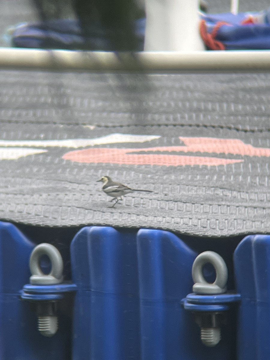 White Wagtail - ML625427709