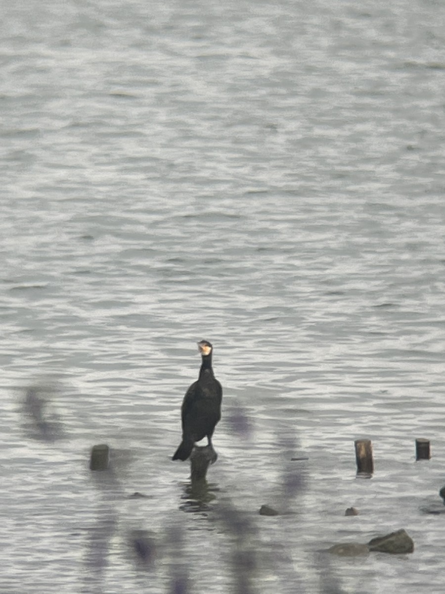 Great Cormorant - ML625427713