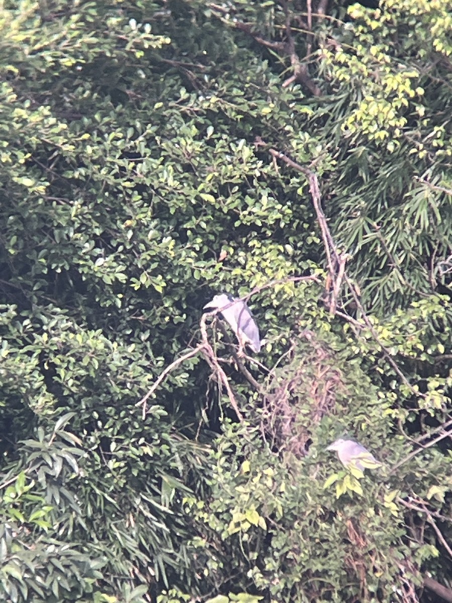 Black-crowned Night Heron - ML625427722