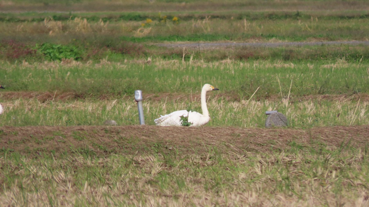 Tundra Swan - ML625427733