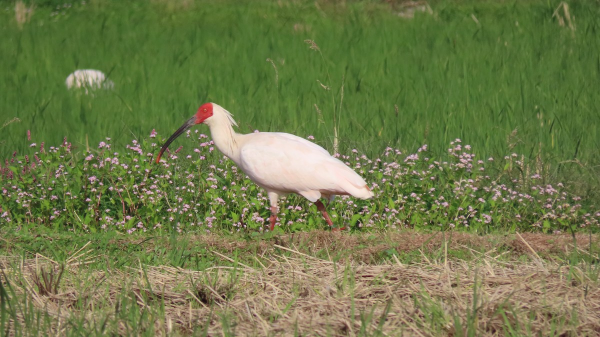 Crested Ibis - ML625427737