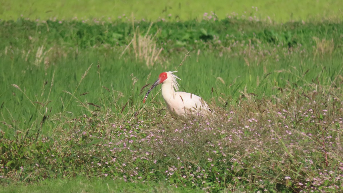 Crested Ibis - ML625427738