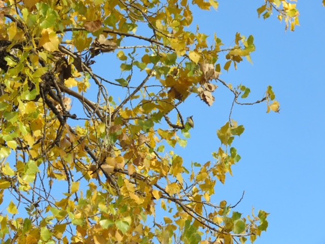 Rubingoldhähnchen - ML625427761