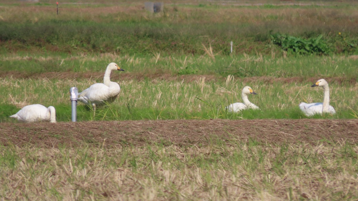 Tundra Swan - ML625427767