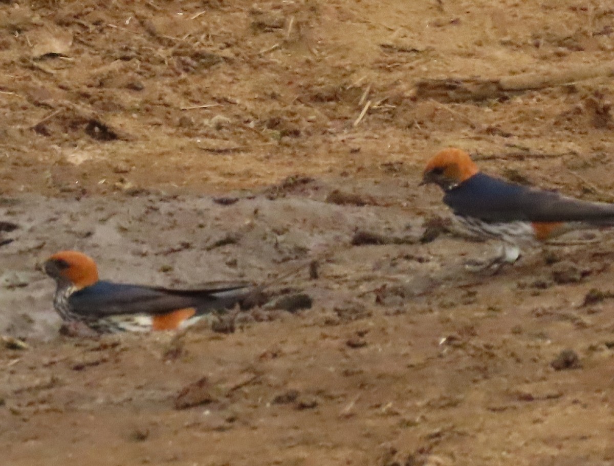 Lesser Striped Swallow - ML625427791