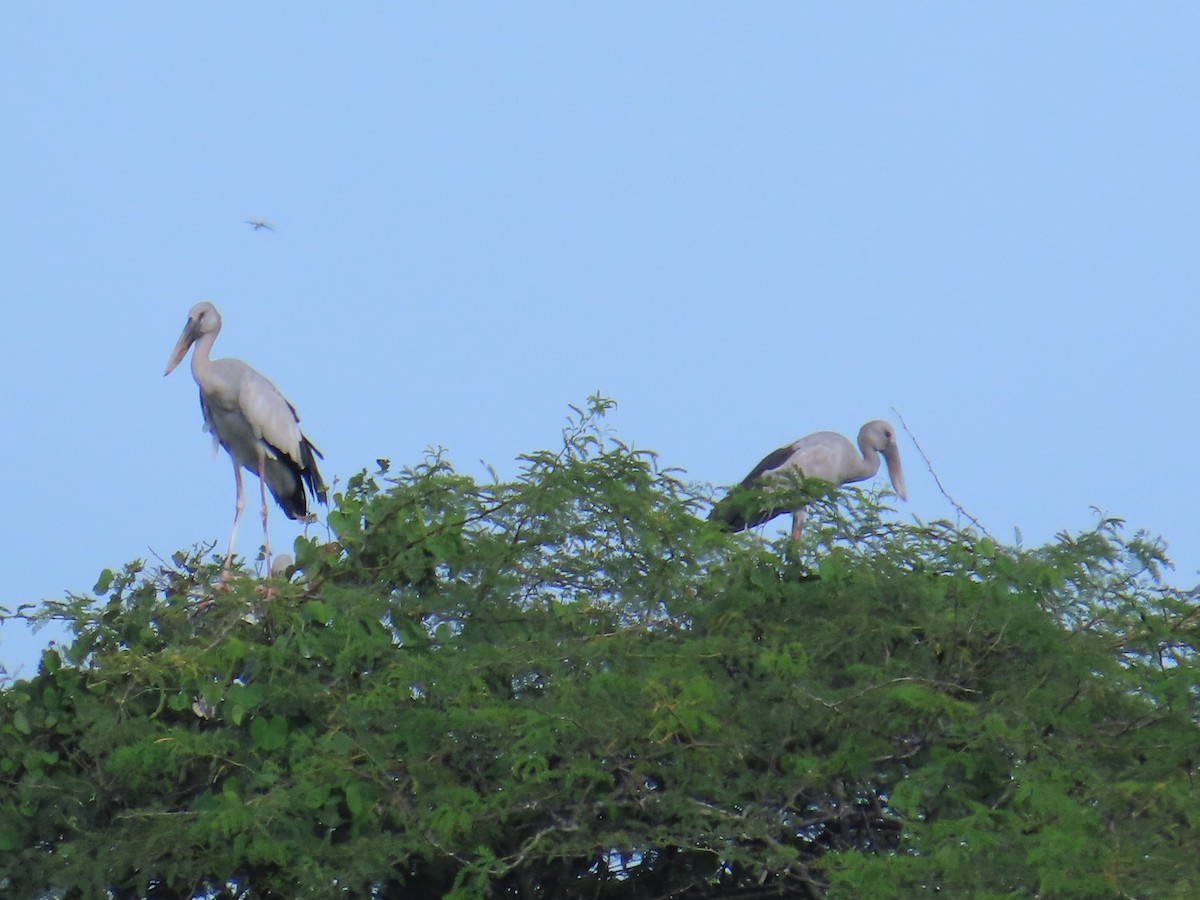 Asian Openbill - ML625428045