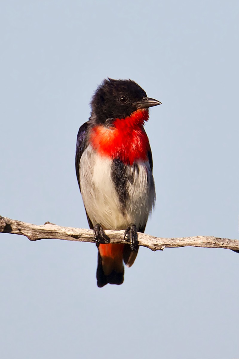 Mistletoebird - ML625428236