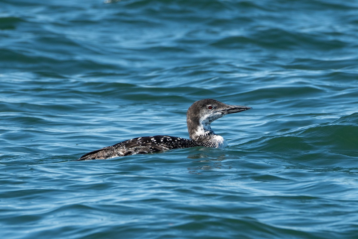 Common Loon - ML625428357