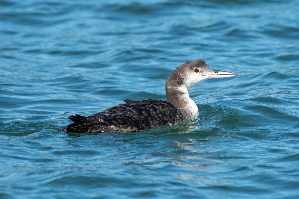 Common Loon - ML625428358