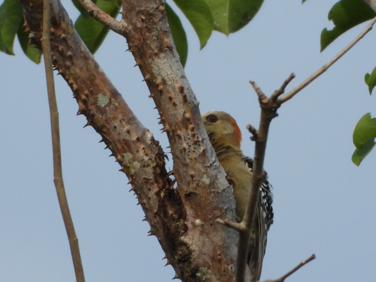 Red-crowned Woodpecker - John Calderón Mateus