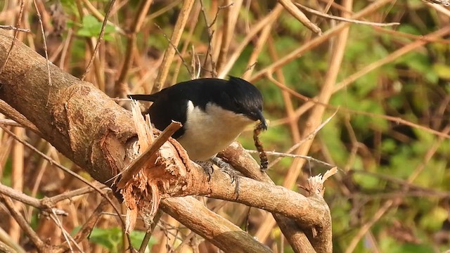 Pied Cuckoo - ML625428492
