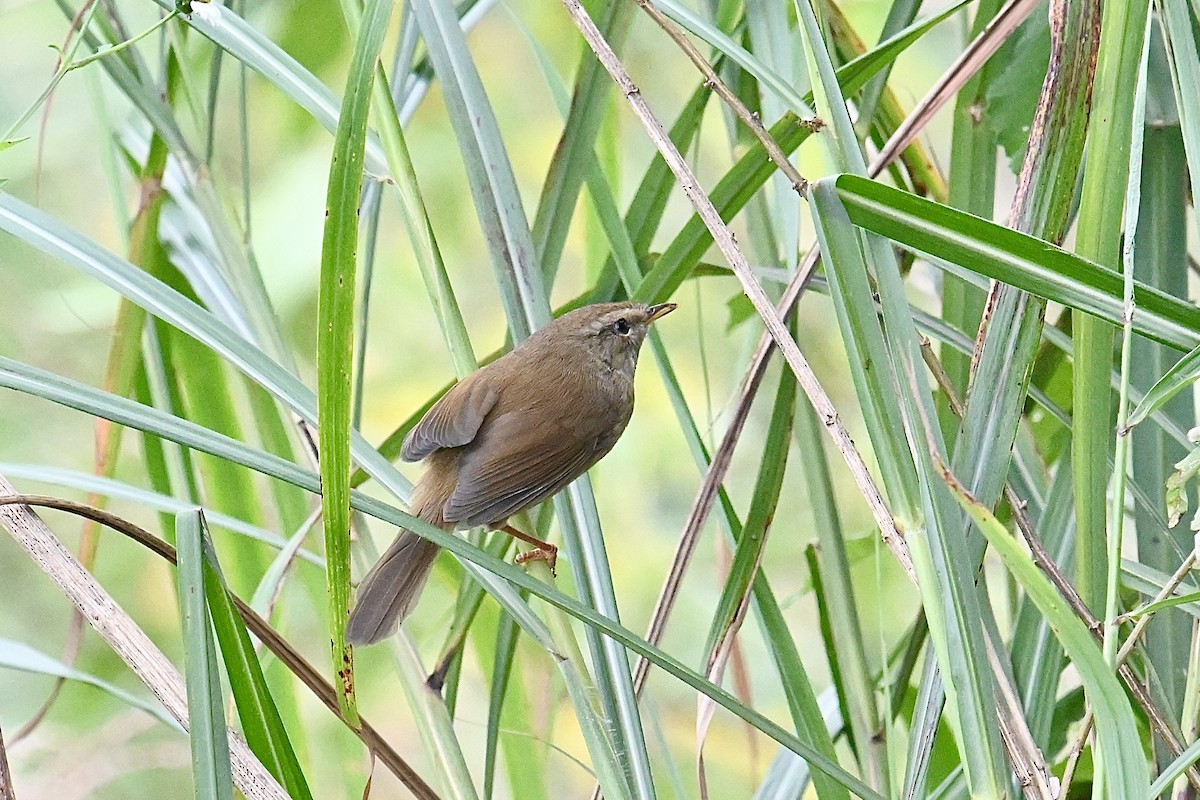 Brownish-flanked Bush Warbler - ML625428551